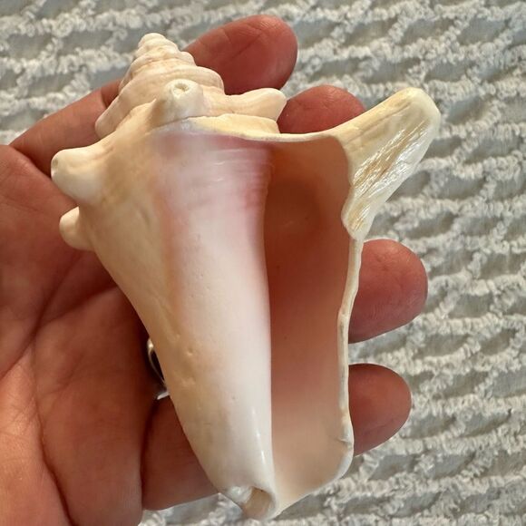 Sea Shells From Bahamas Small Unharvested Conch - Picture 4 of 12